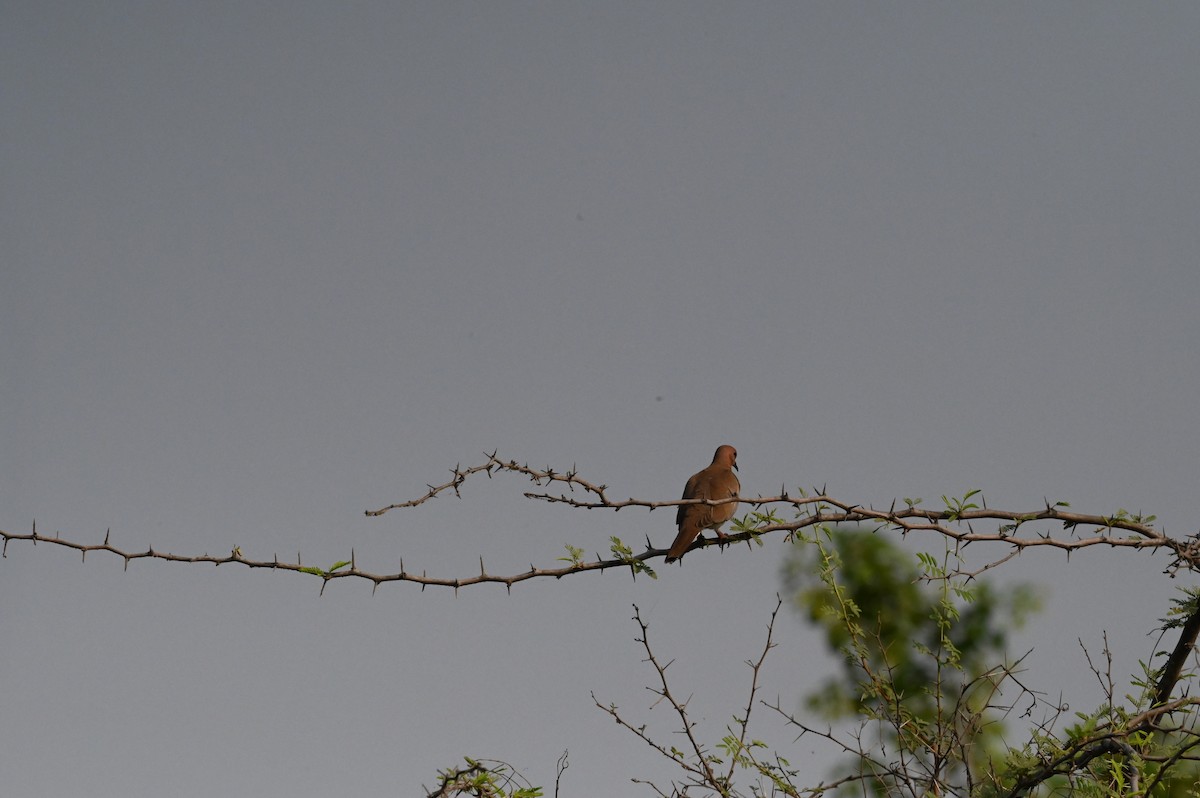 Laughing Dove - ML617096537