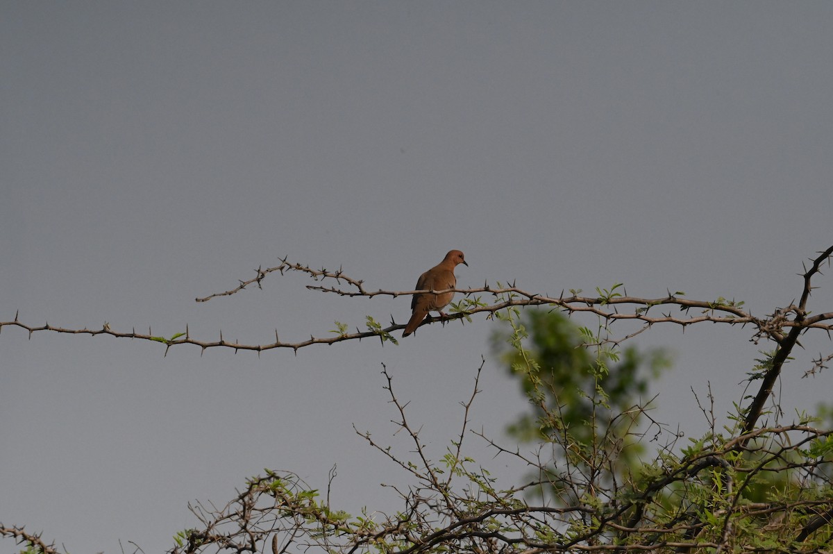 Laughing Dove - ML617096539