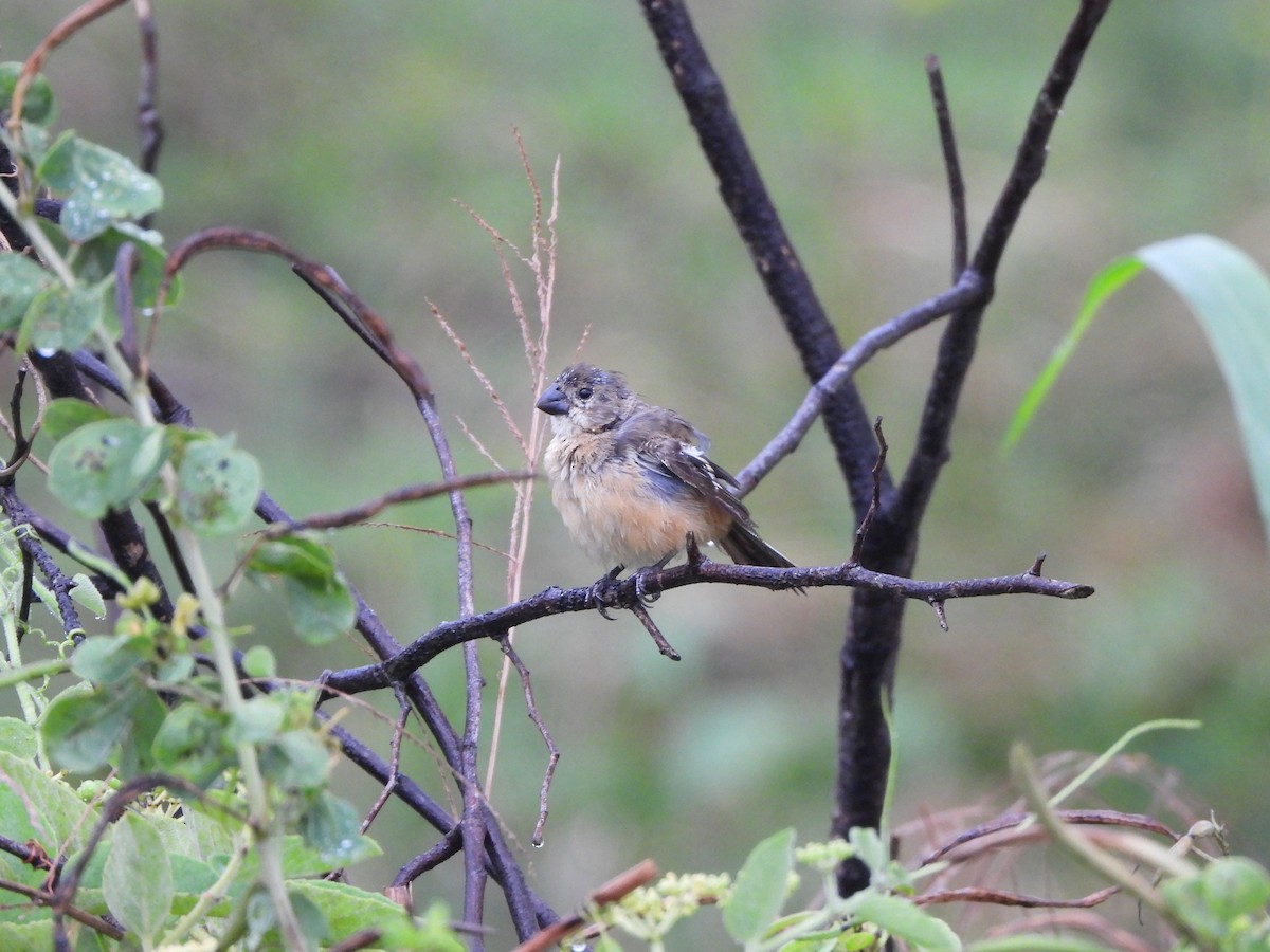 Rusty-collared Seedeater - ML617096553