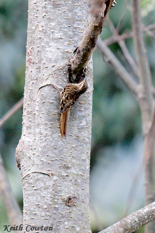 Rusty-flanked Treecreeper - ML617096564