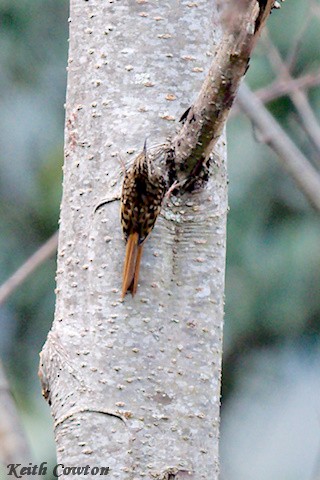 Rusty-flanked Treecreeper - ML617096566