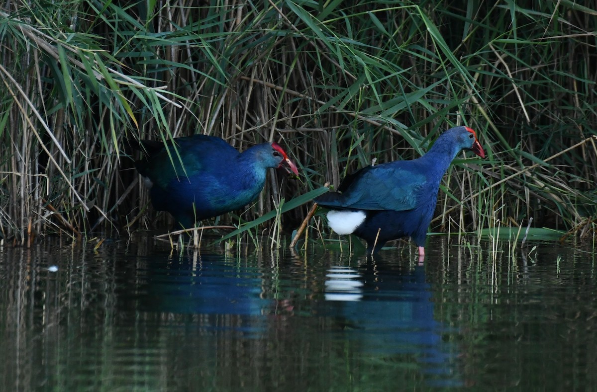 Gray-headed Swamphen - Dr George P J