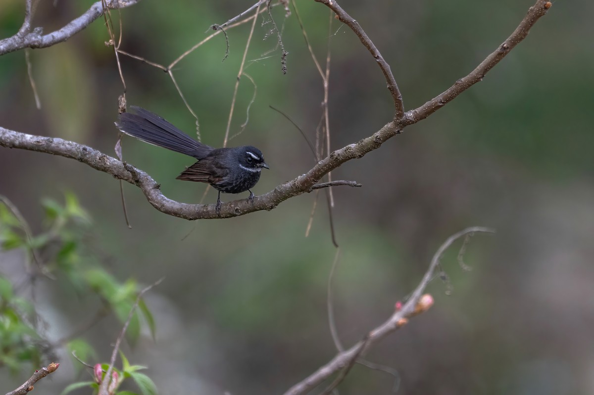White-throated Fantail - ML617096602