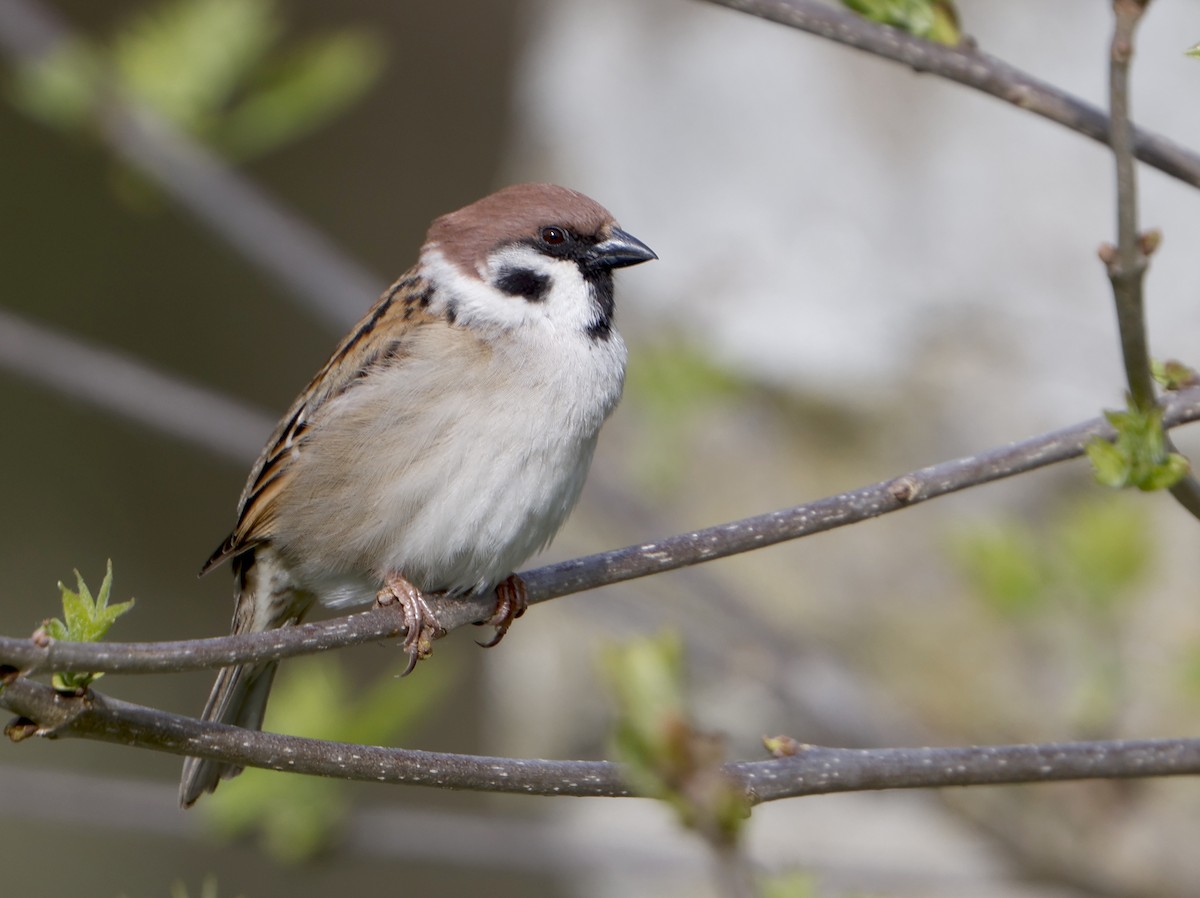 Eurasian Tree Sparrow - ML617096702