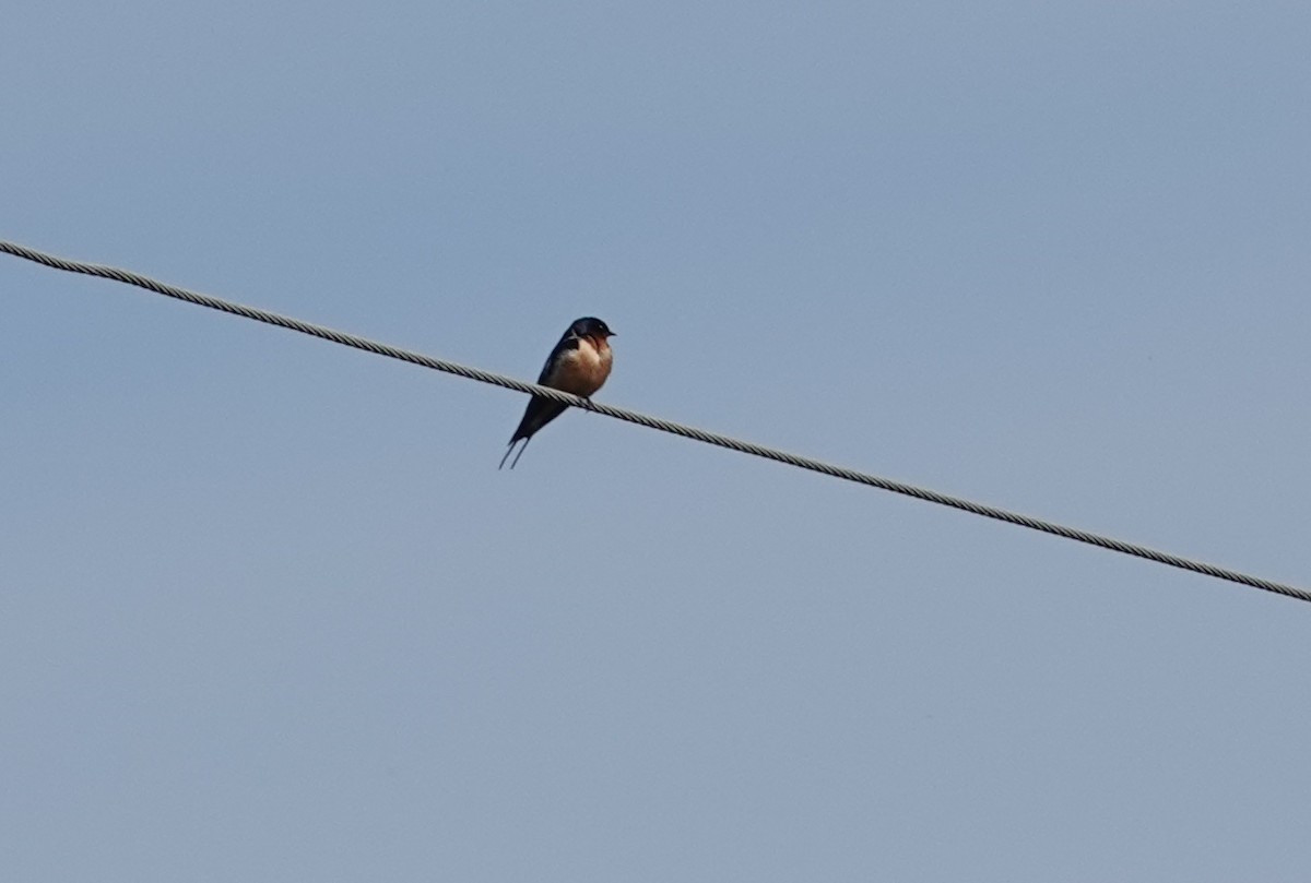 Barn Swallow - ML617096716