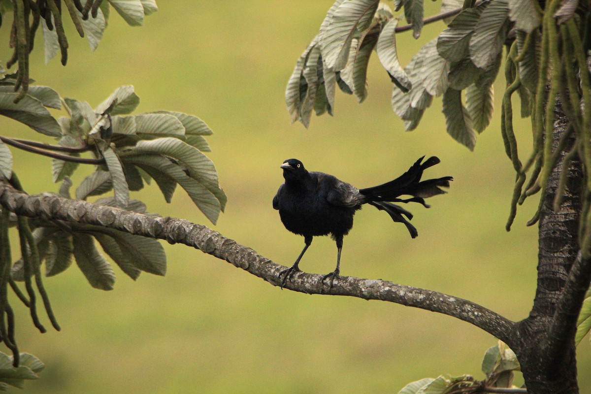 Great-tailed Grackle - ML617096738