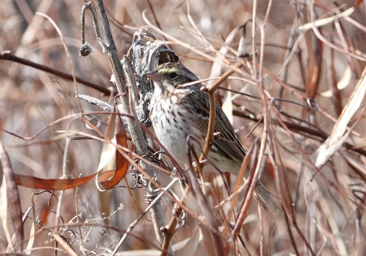 Savannah Sparrow - ML617096768