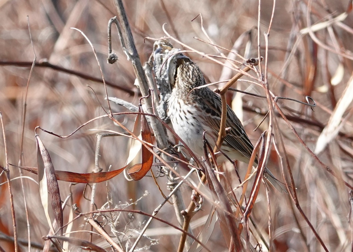 Savannah Sparrow - ML617096769