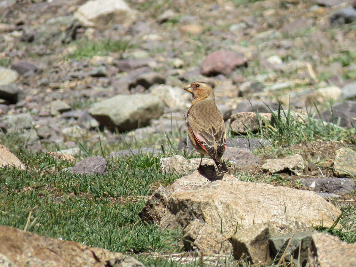 Crimson-winged Finch (African) - ML617096809