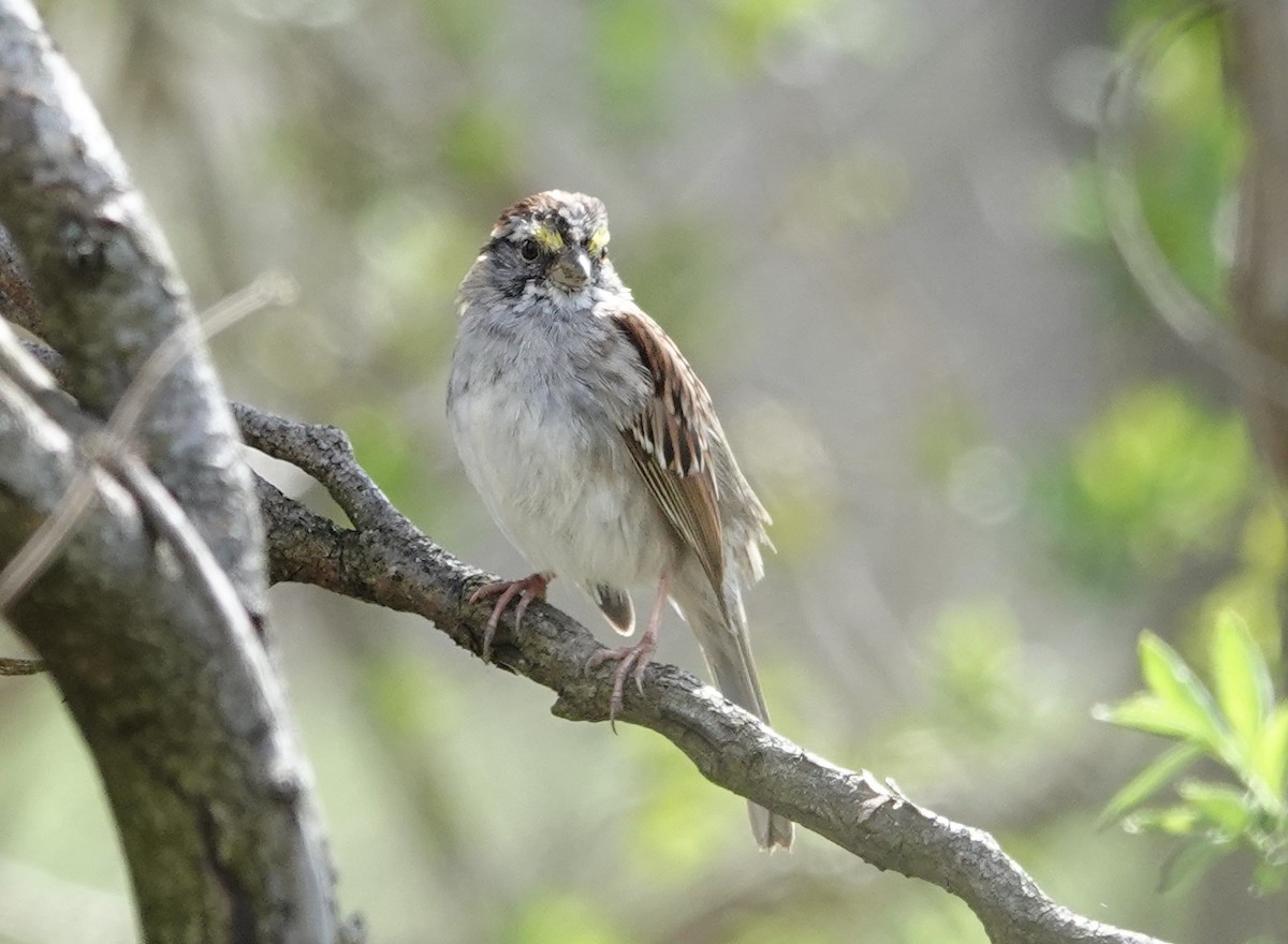 Swamp Sparrow - ML617096826