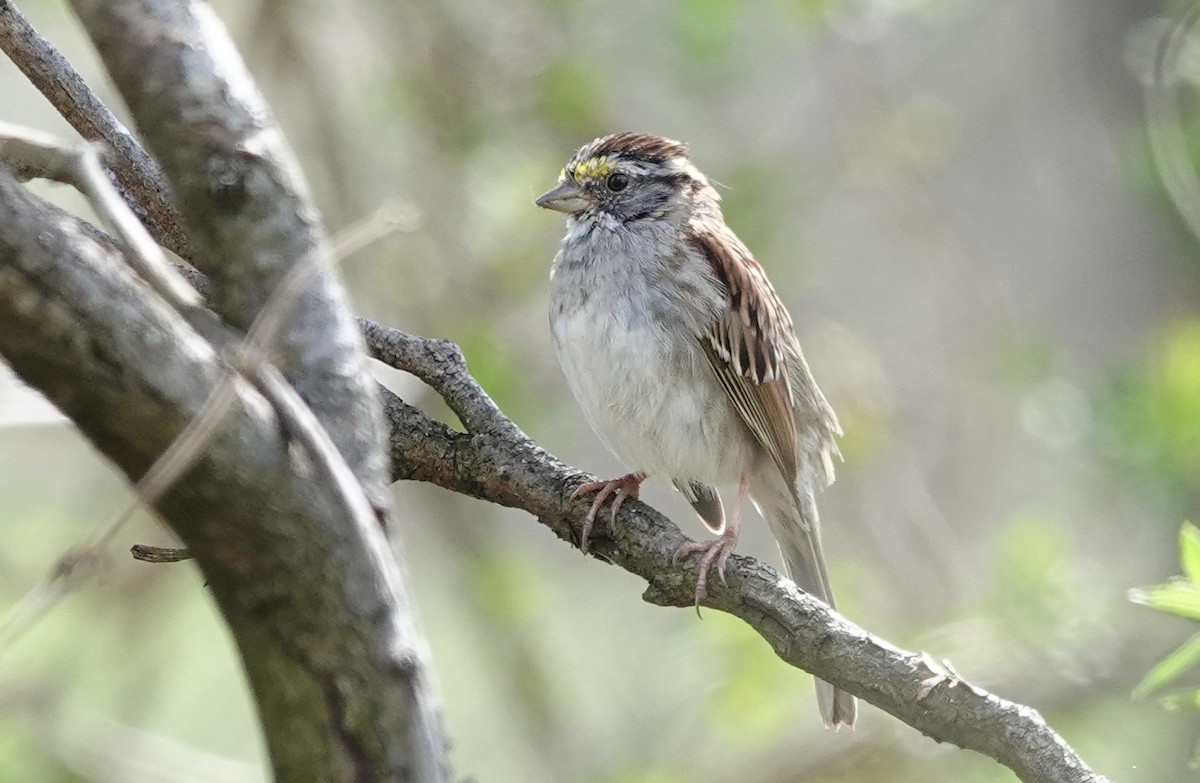 Swamp Sparrow - ML617096827