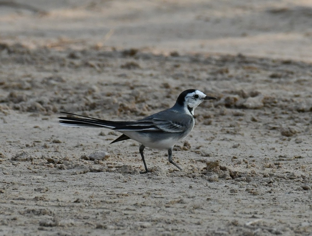 White Wagtail - Dr George P J