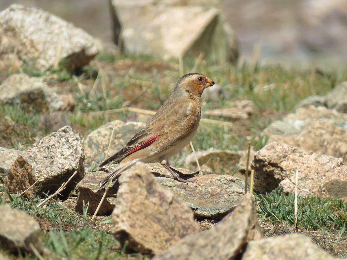Crimson-winged Finch (African) - ML617096923