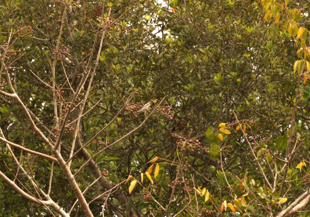 Yellow-rumped Warbler (Audubon's) - Chuck Weber