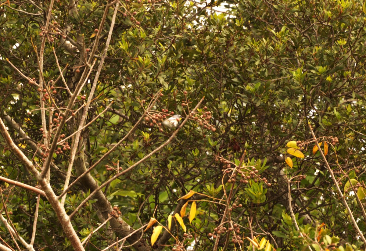 Yellow-rumped Warbler (Audubon's) - ML617096953