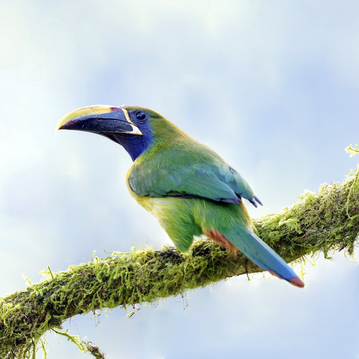 Northern Emerald-Toucanet (Blue-throated) - ML617096962