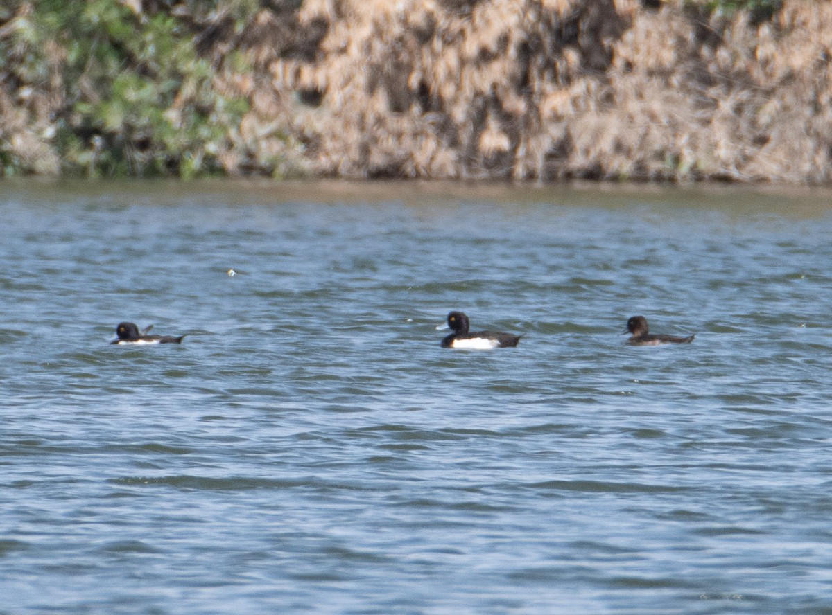 Tufted Duck - ML617097054