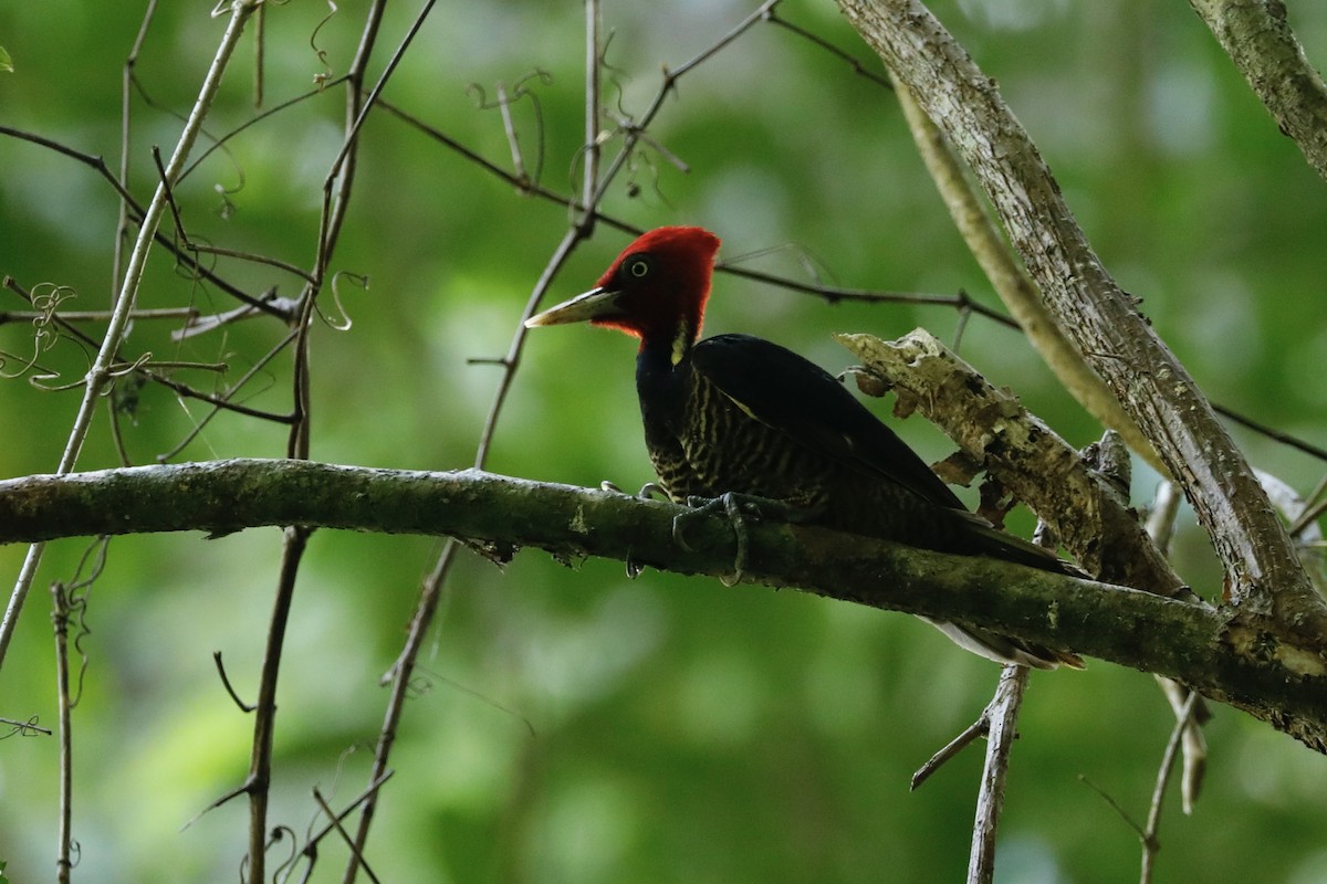 Pale-billed Woodpecker - Paul Bonfils