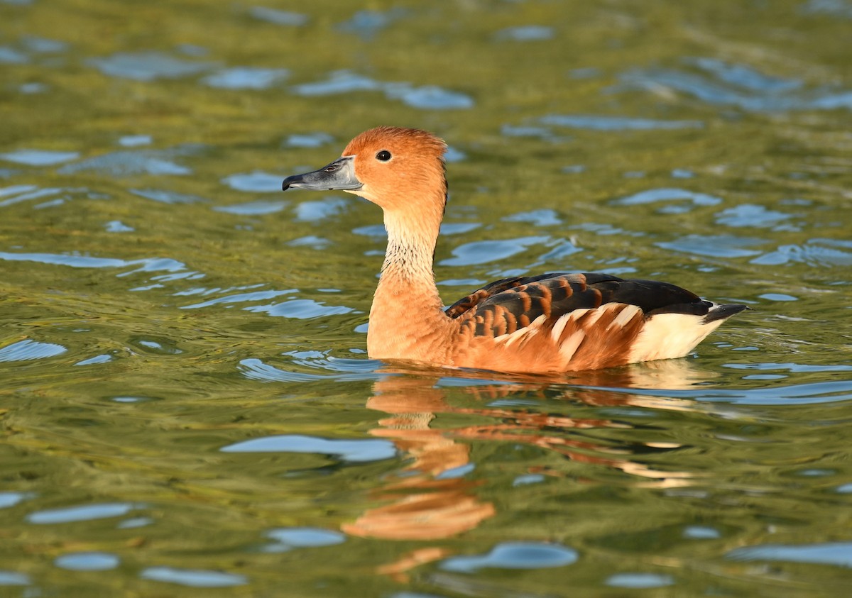 Fulvous Whistling-Duck - ML617097114
