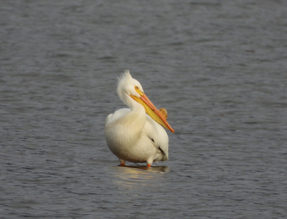 American White Pelican - Nick Swan