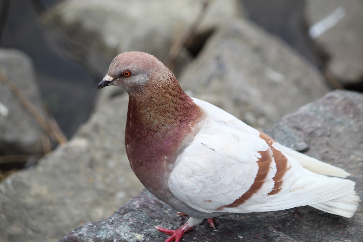 Rock Pigeon (Feral Pigeon) - ML617097544