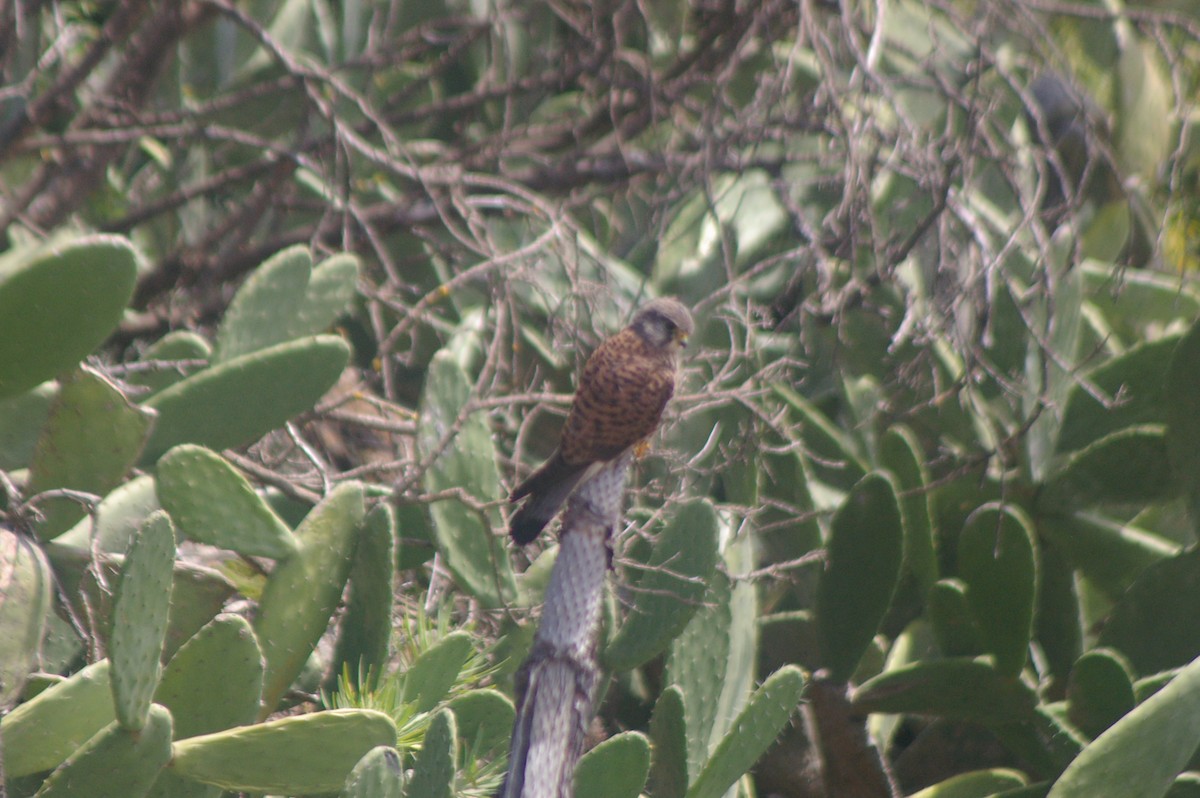 Eurasian Kestrel (Canary Is.) - ML617097546