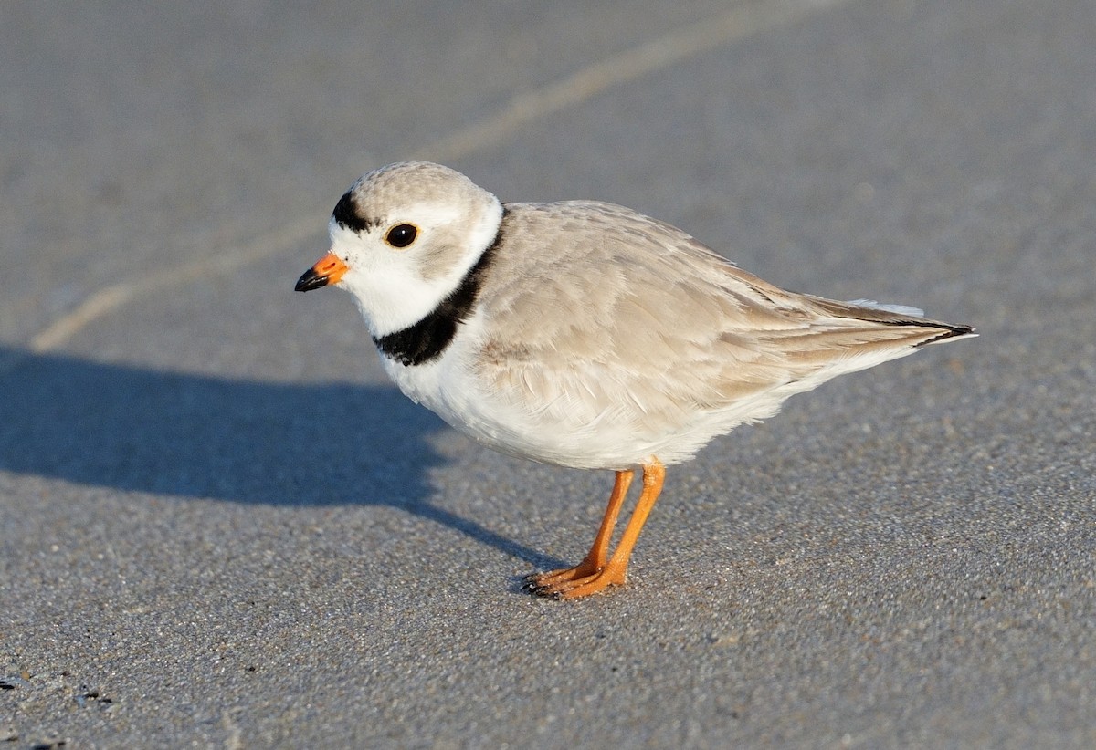 Piping Plover - ML617097763
