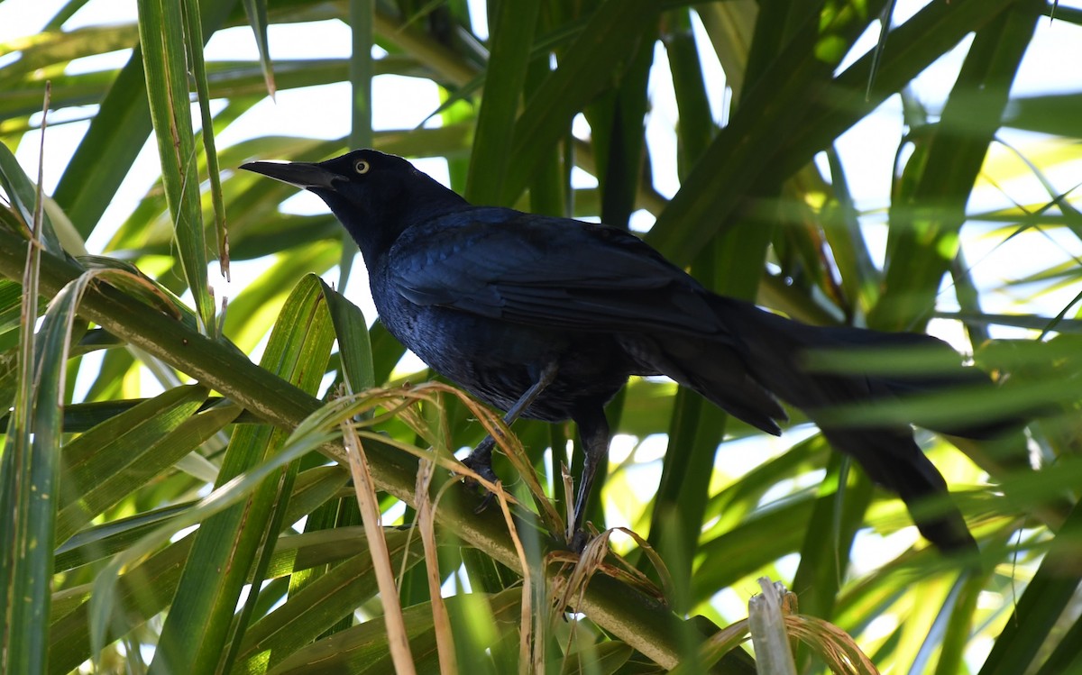 Great-tailed Grackle - ML617097774