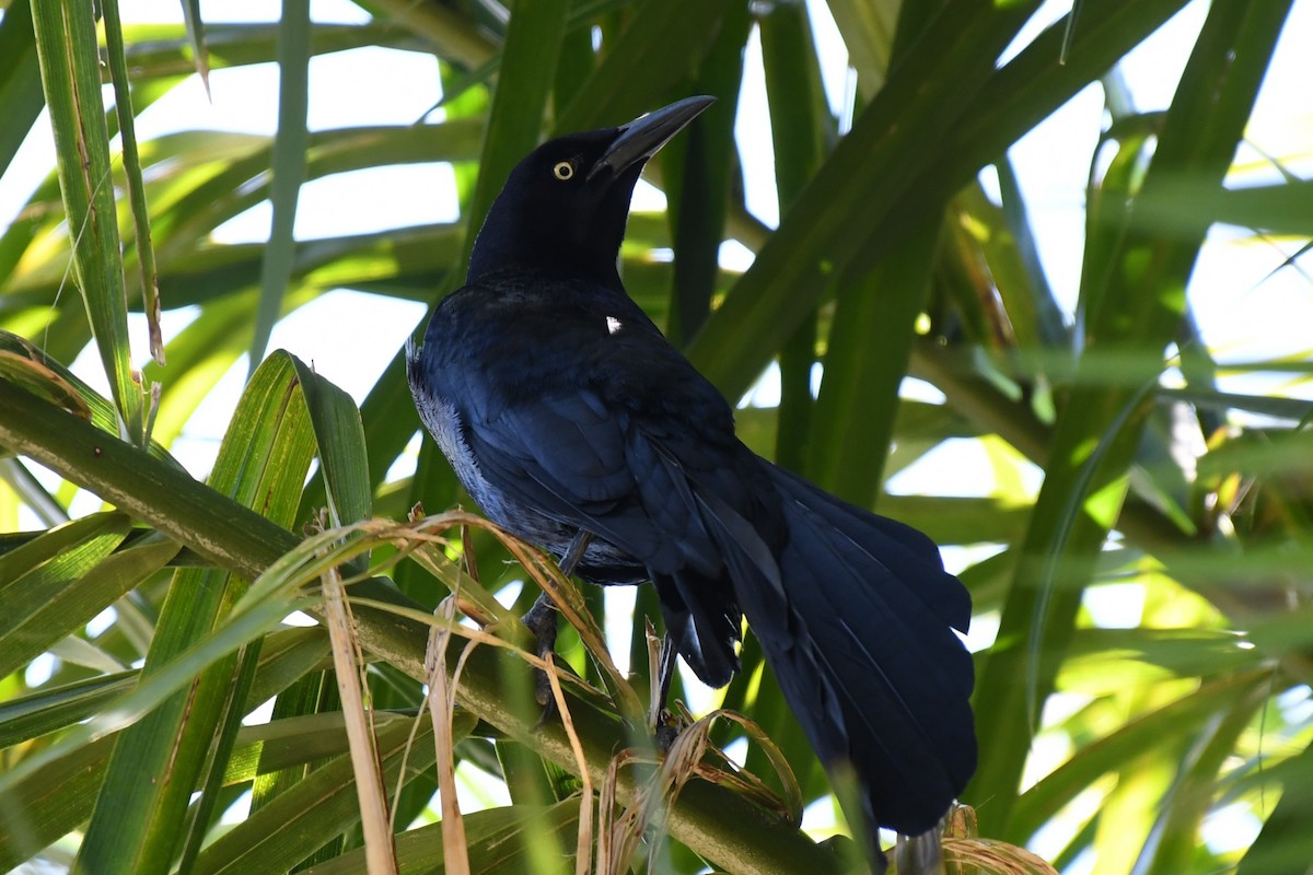 Great-tailed Grackle - Wendy N