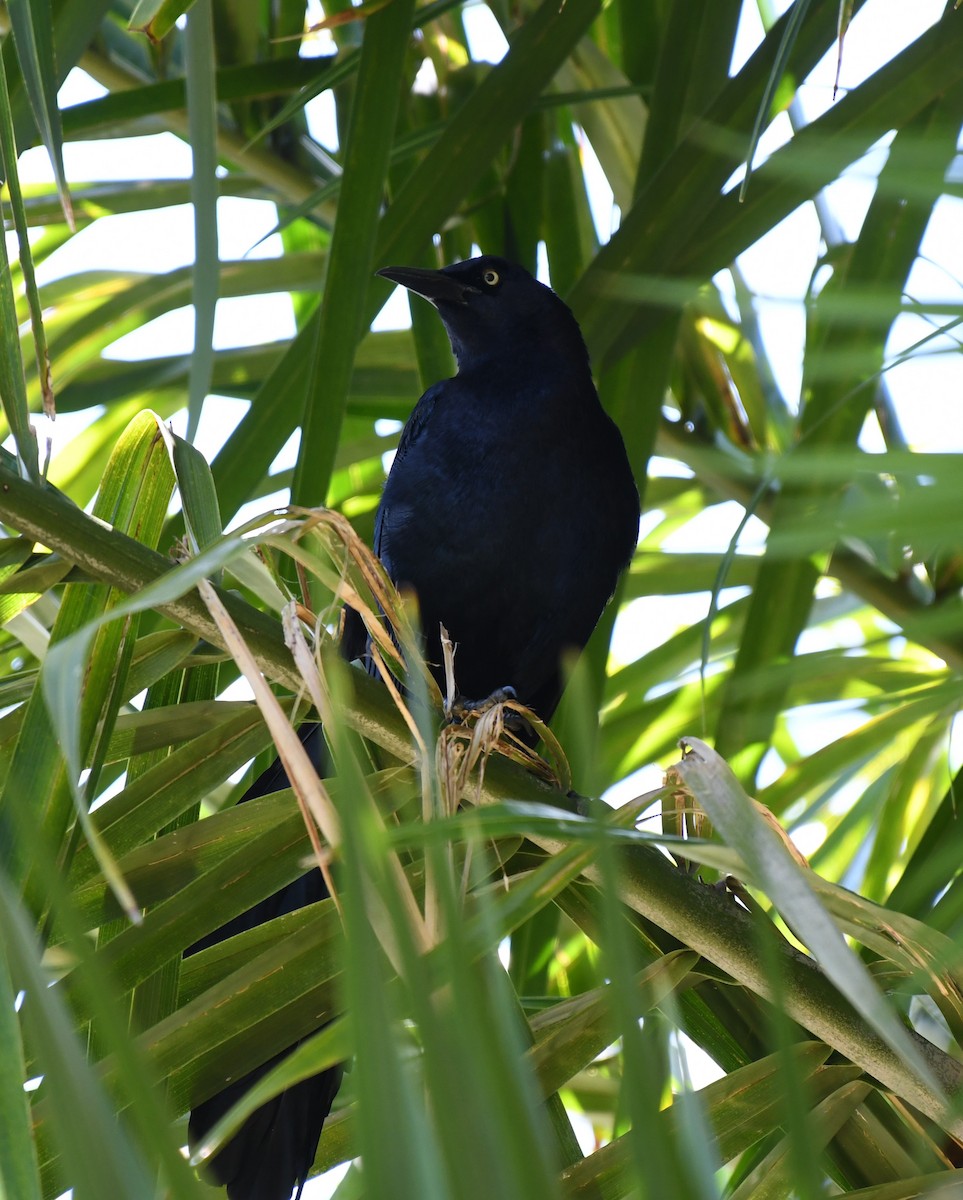 Great-tailed Grackle - ML617097776