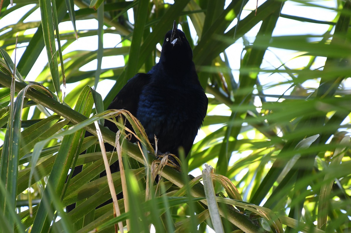 Great-tailed Grackle - Wendy N