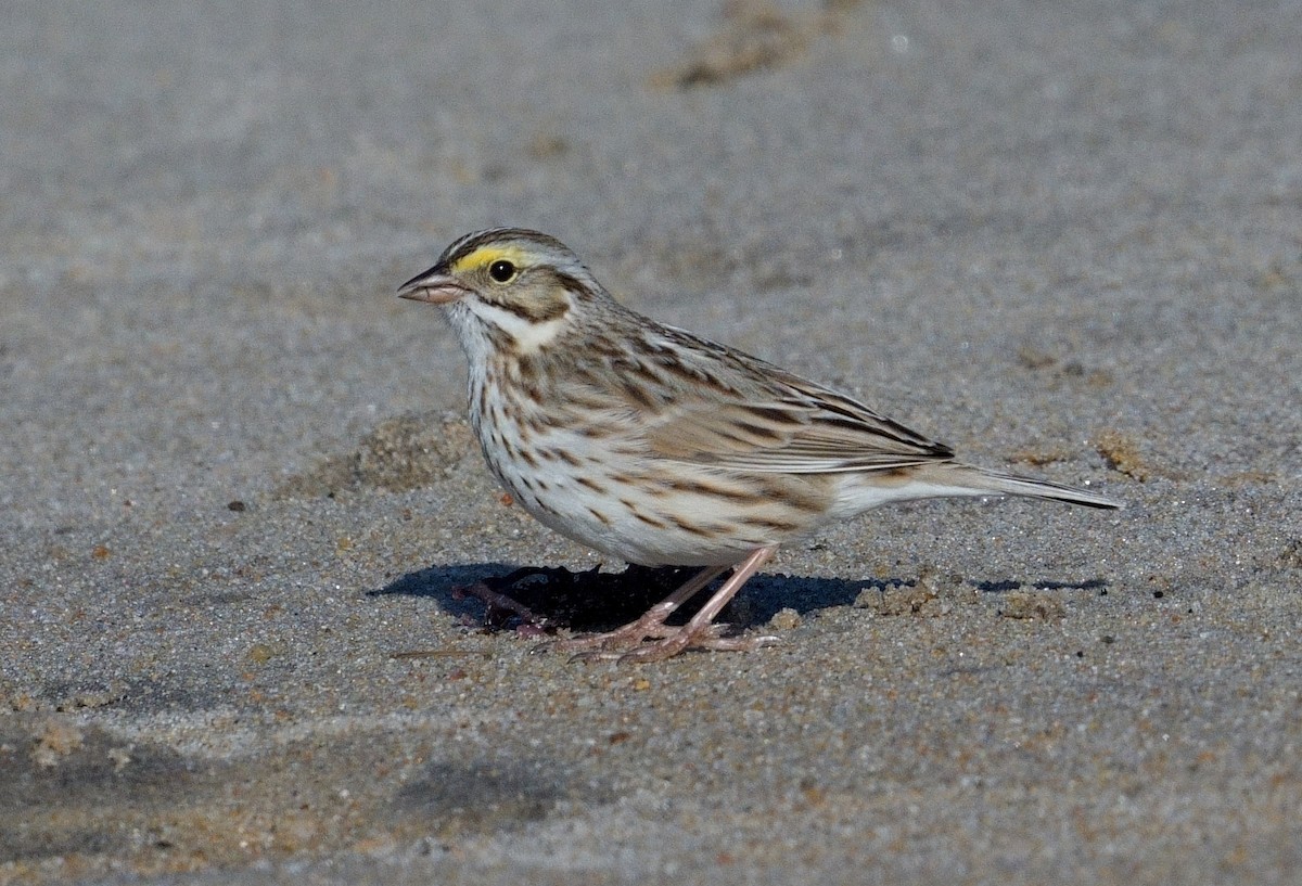 Savannah Sparrow (Ipswich) - ML617097787