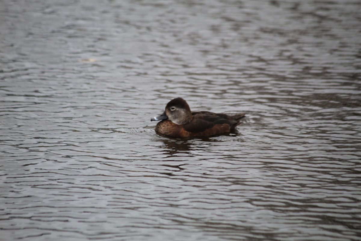 Ring-necked Duck - ML617097887