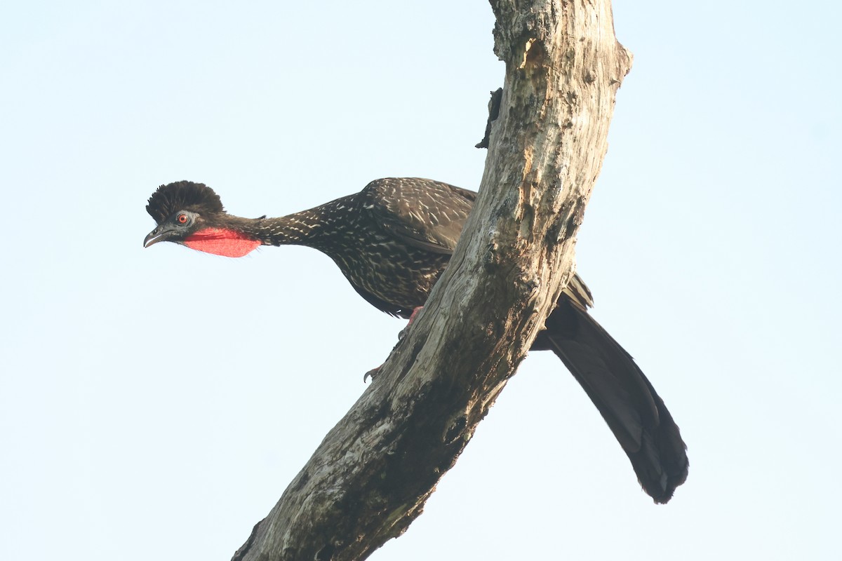 Crested Guan - ML617098049
