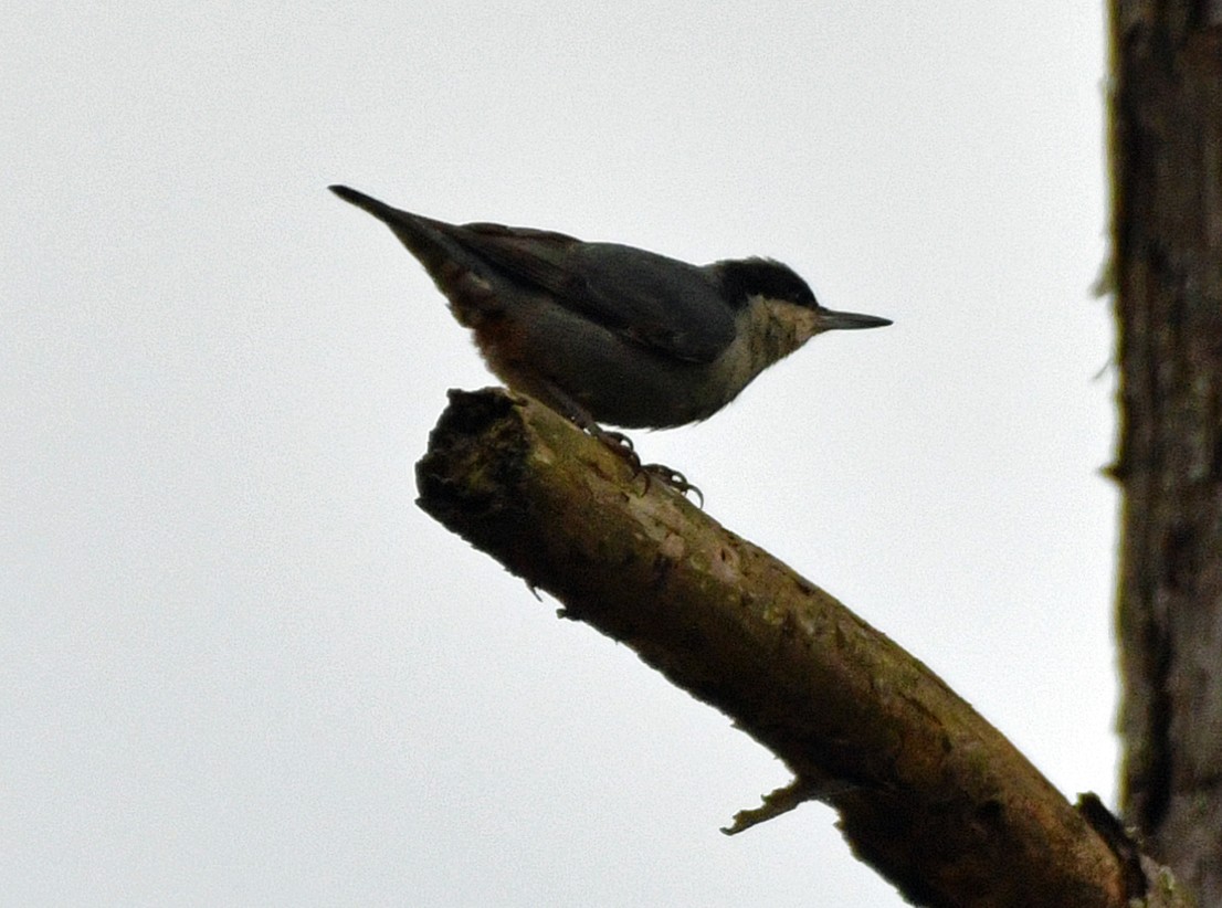 Giant Nuthatch - Brian Carruthers