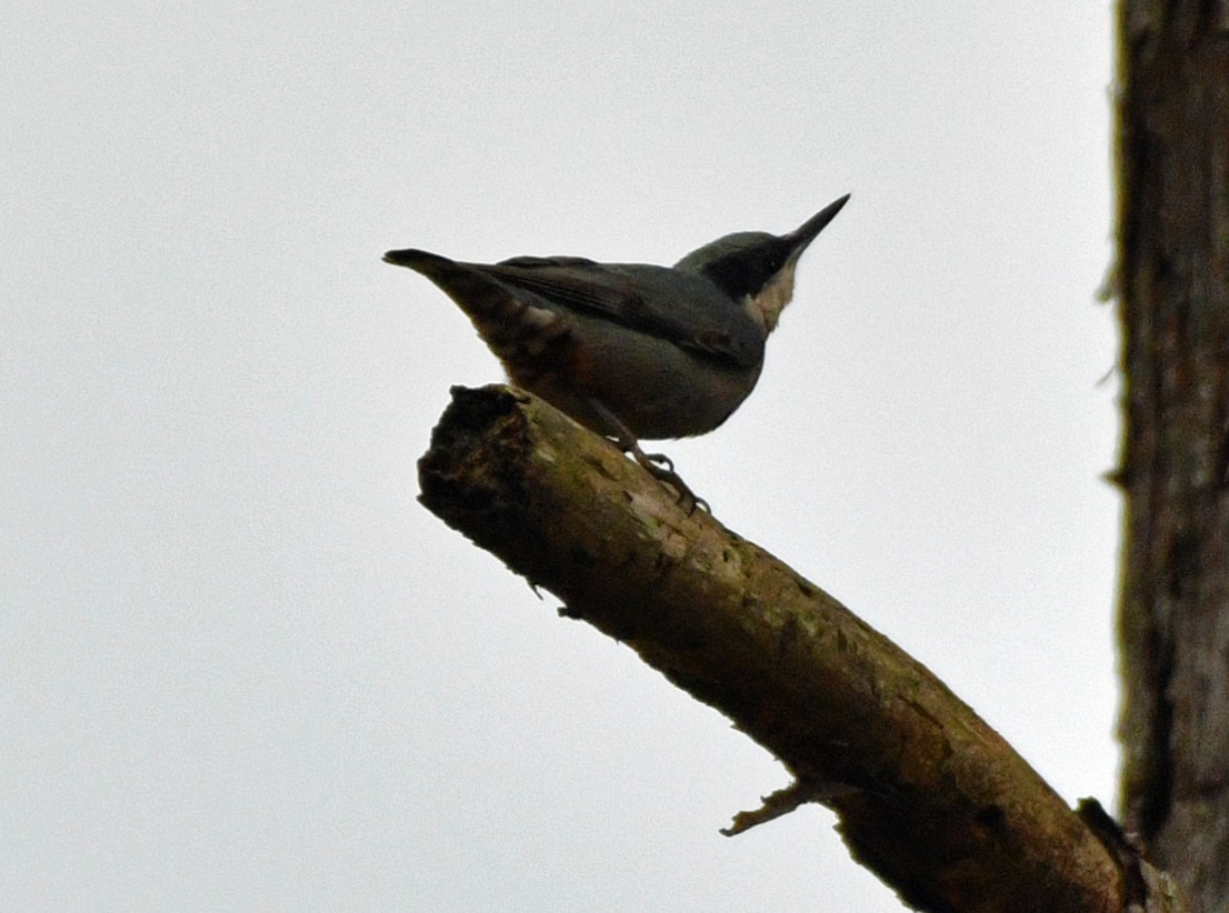 Giant Nuthatch - Brian Carruthers
