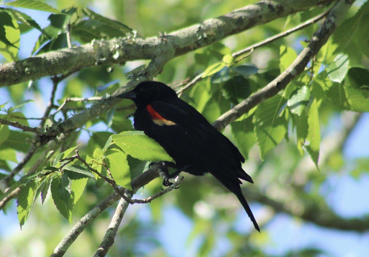 Red-winged Blackbird - kim nordquest