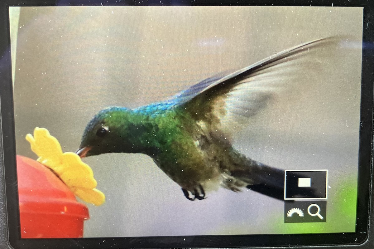 kolibřík mexický - ML617098104