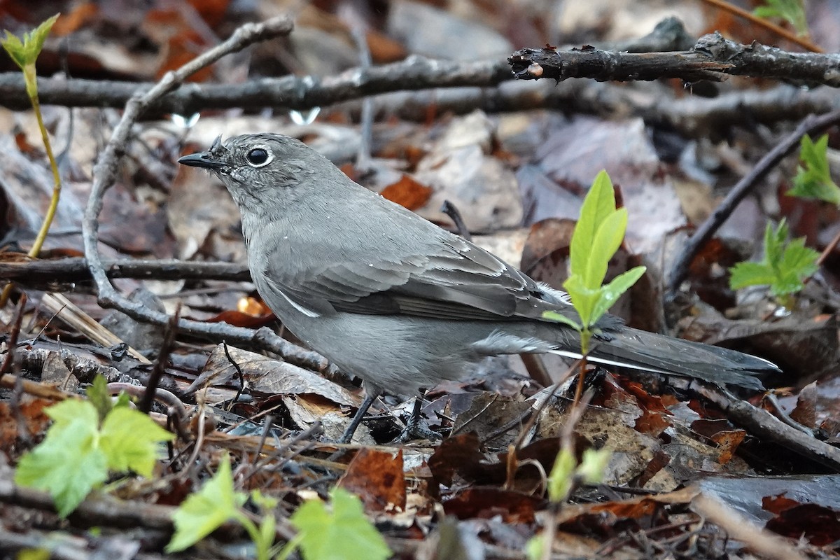 Townsend's Solitaire - ML617098160
