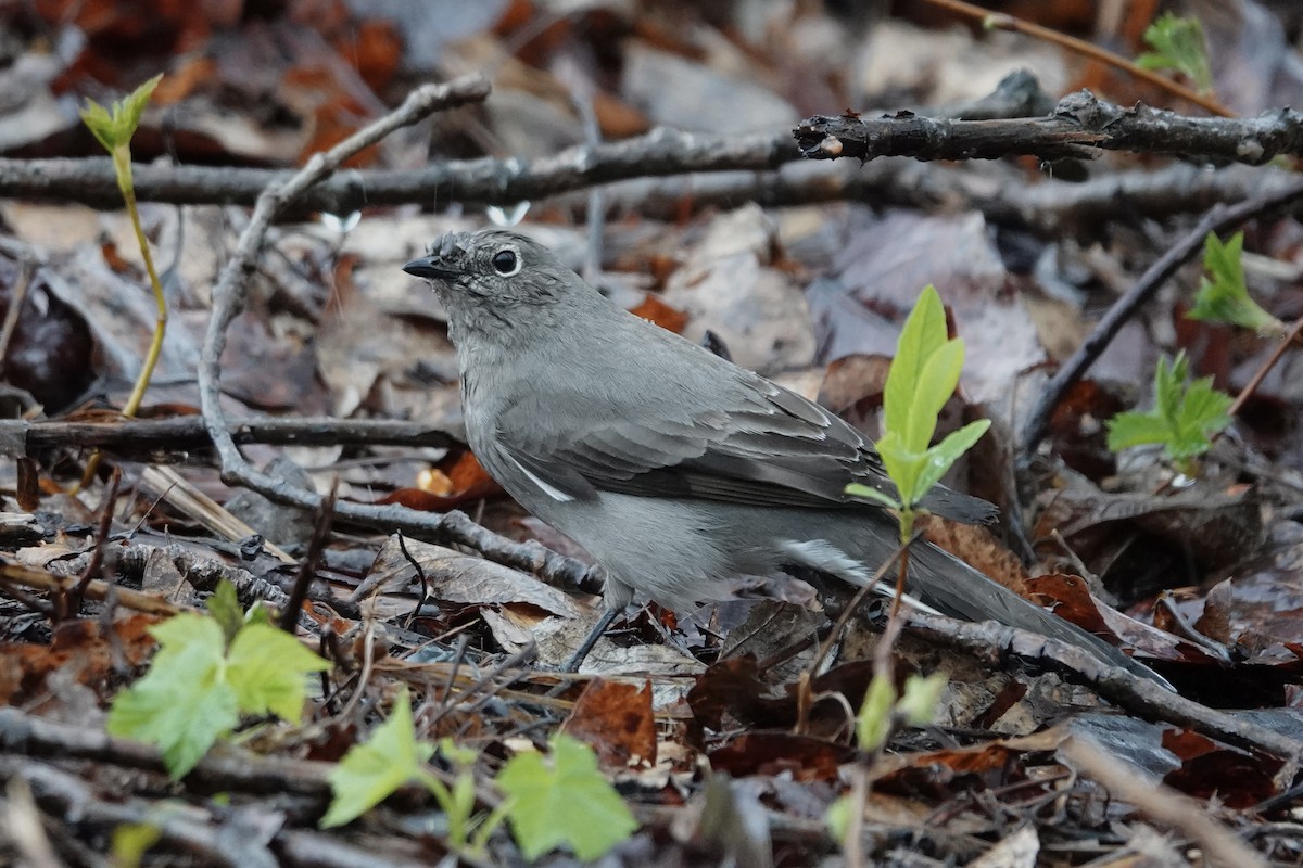 Townsend's Solitaire - ML617098165
