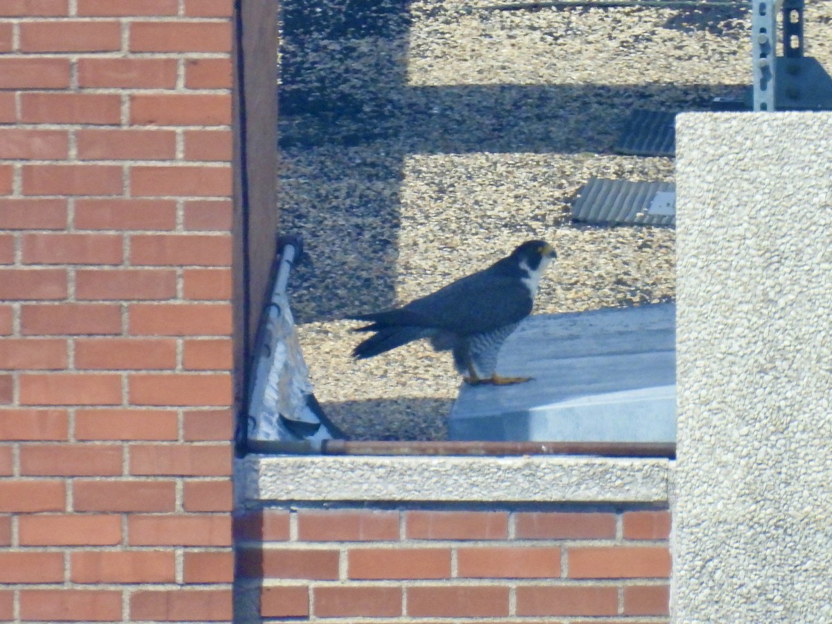 Ebird checklist 8 apr 2024 ohio state university hospital columbus