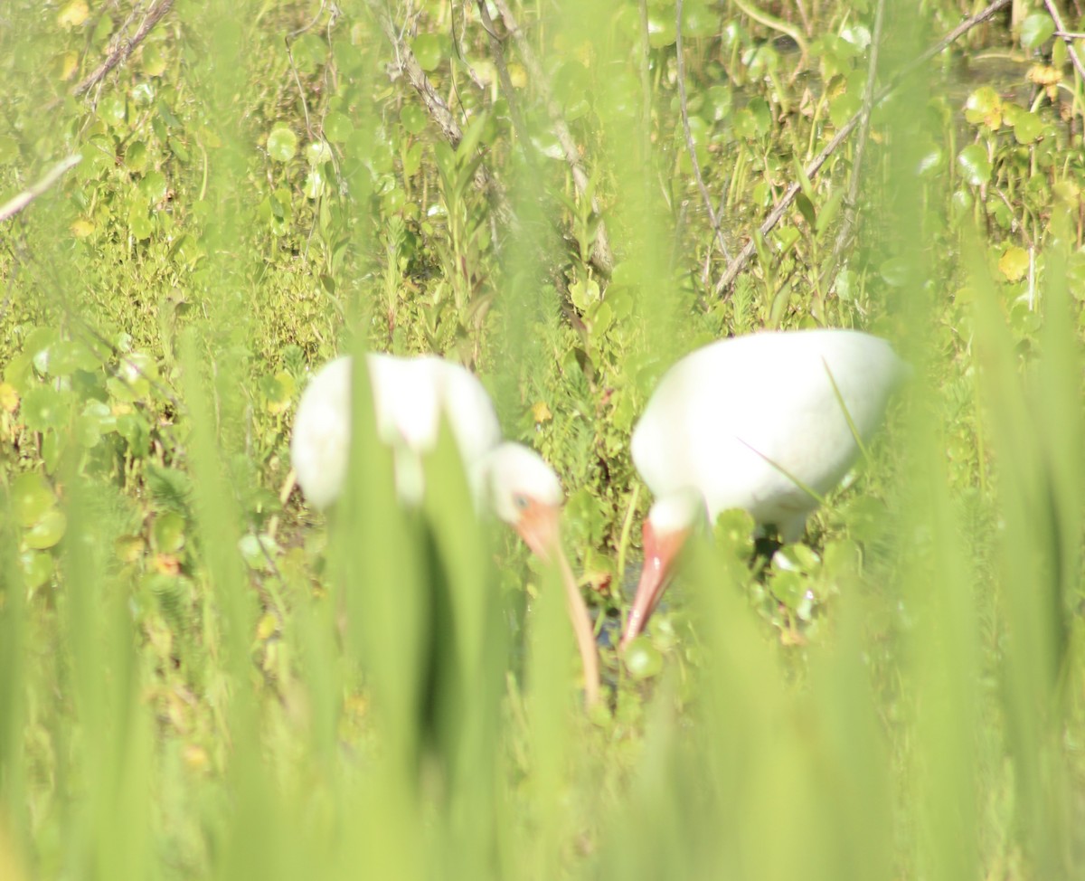 Ibis blanc - ML617098239