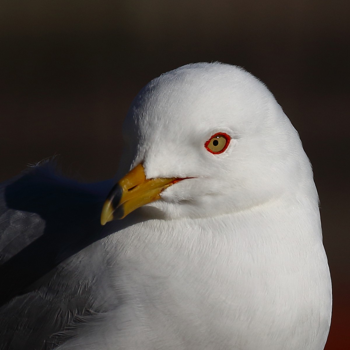 Ring-billed Gull - Douglas Faulder