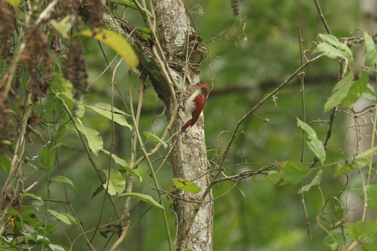 Scarlet-backed Woodpecker - ML617098318