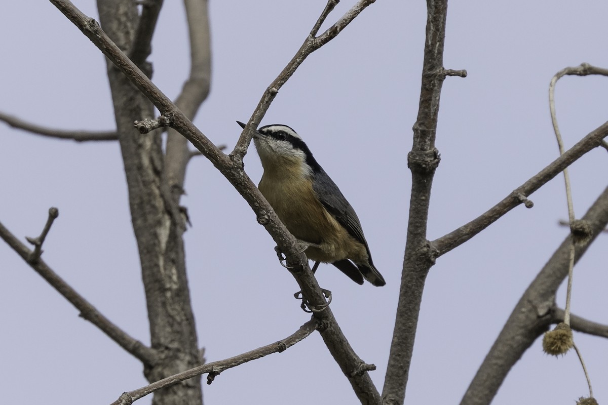 Red-breasted Nuthatch - ML617098321