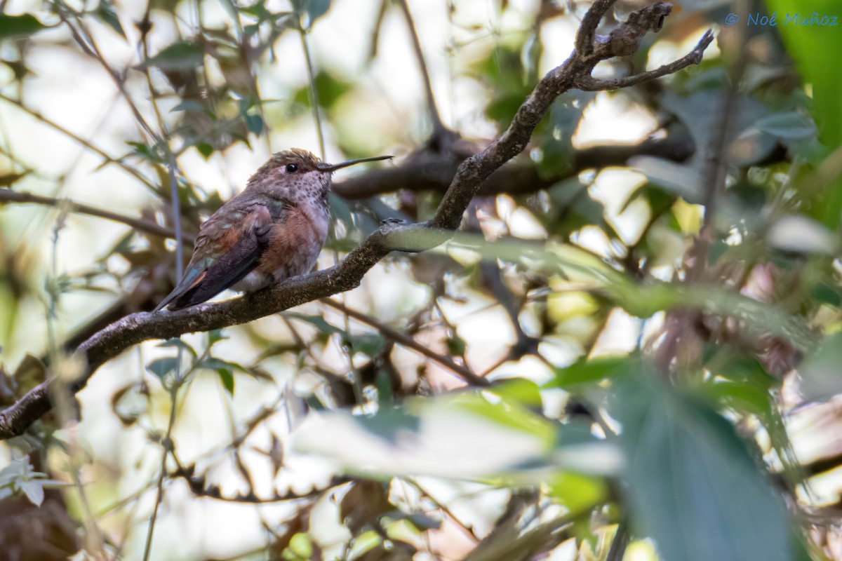 Rufous/Allen's Hummingbird - ML617098345
