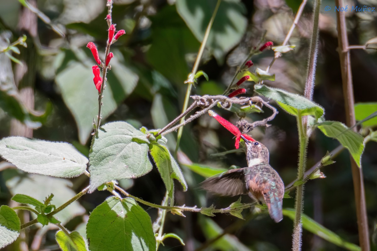 Rufous/Allen's Hummingbird - ML617098347