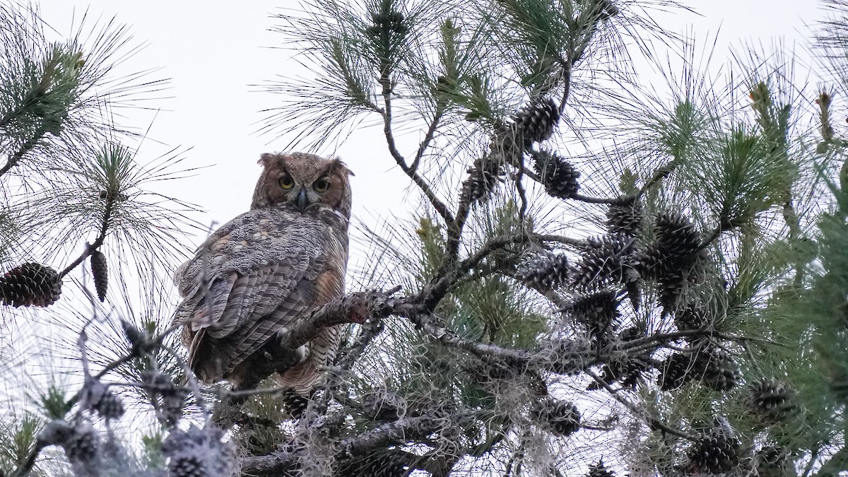 Great Horned Owl - ML617098437