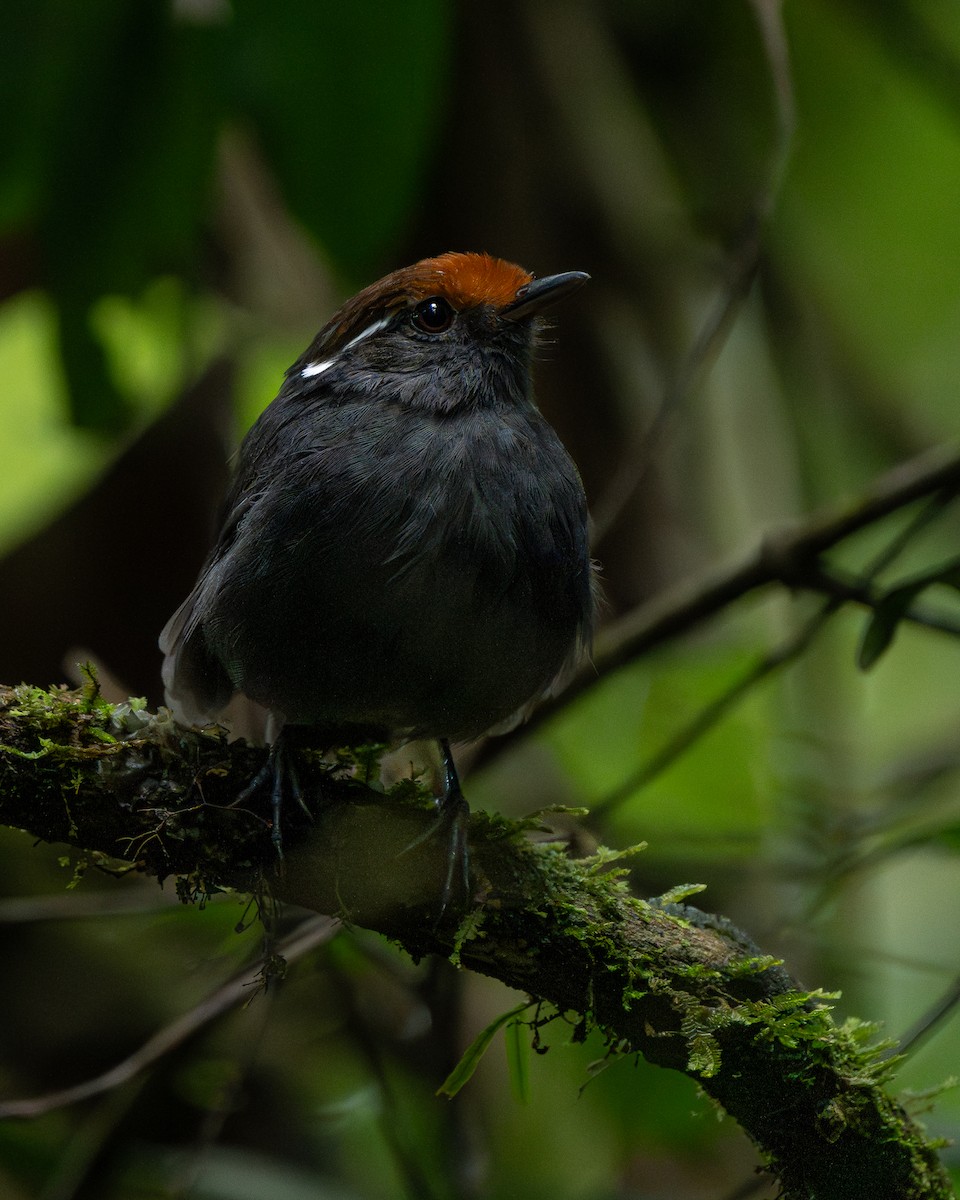 Chestnut-crowned Gnateater - ML617098508