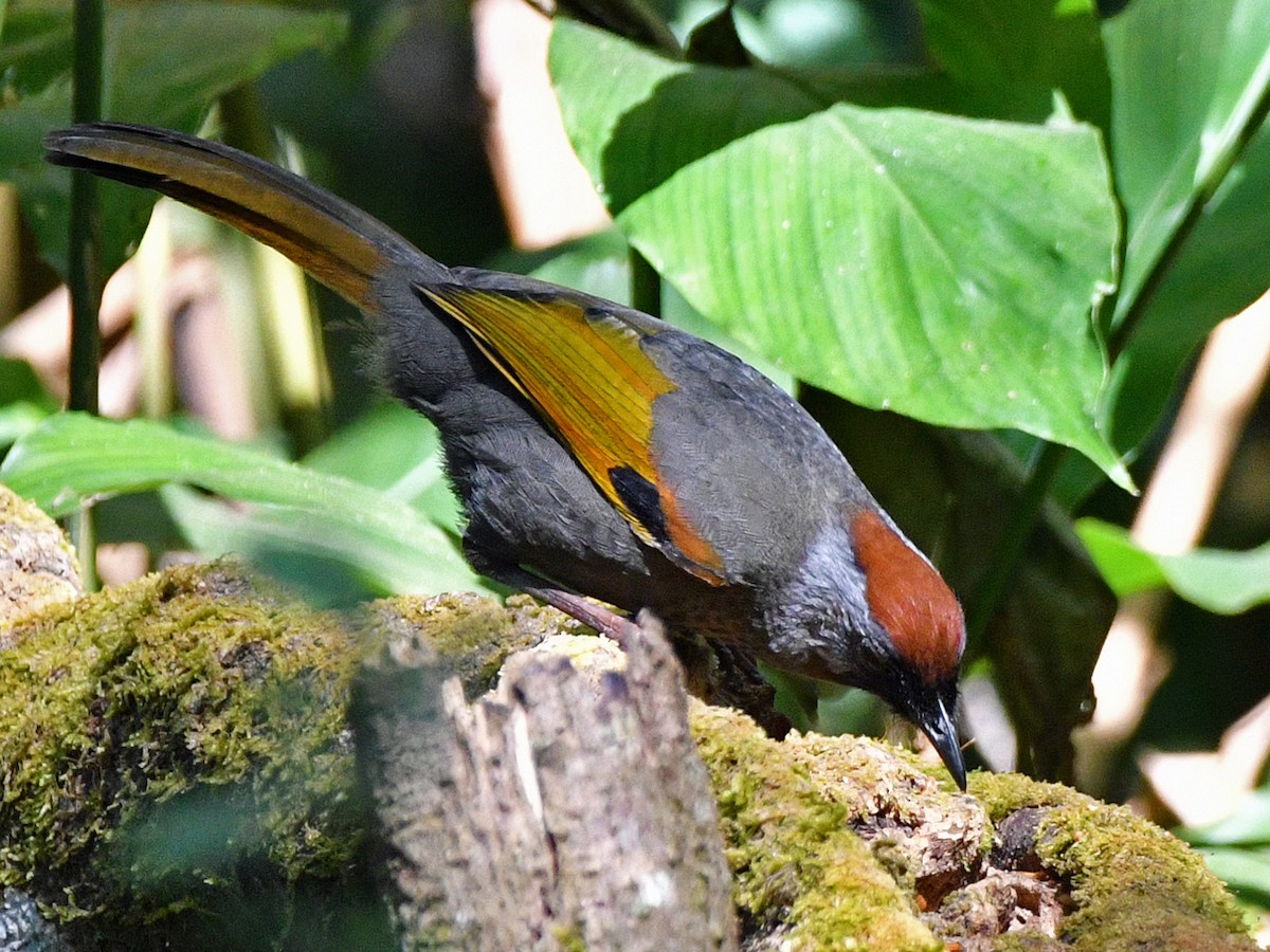 Silver-eared Laughingthrush - Brian Carruthers